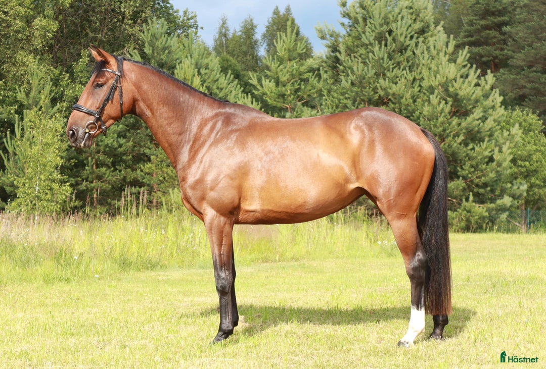 Hoppning hästar till salu: Gucci 2021 - Annons 2