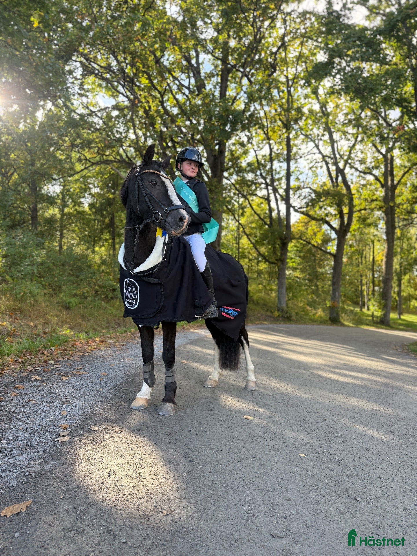  hästar 🐴 Calle Skipper söker sin nästa ryttare 💙 - Annons 5