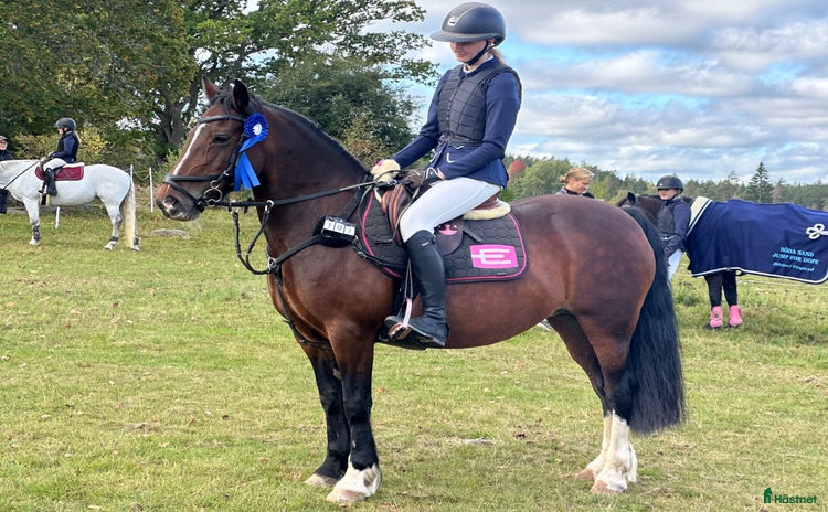  hästar Pigg hopp ponny  i Kosta - Annons 7