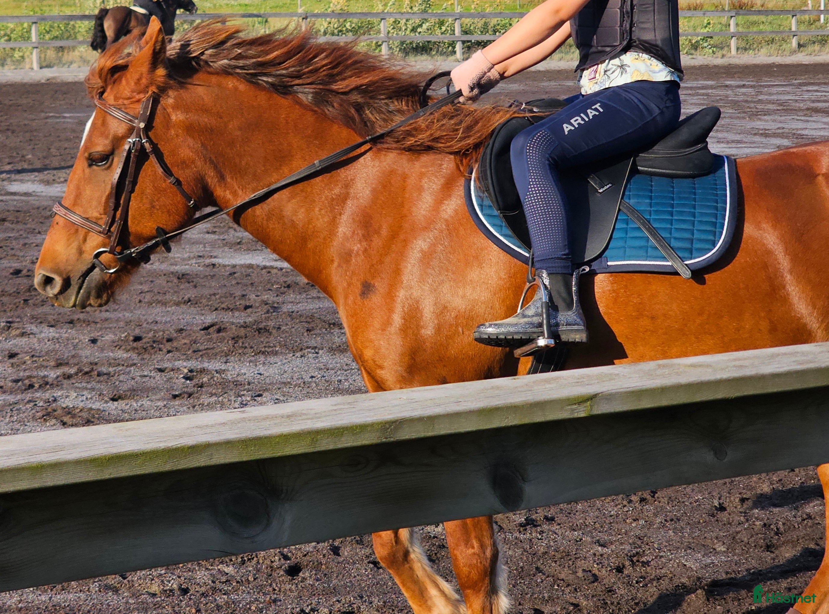 Sadlar hästutrustning Wintec Pro Jump Cair 17,5" - Annons 21