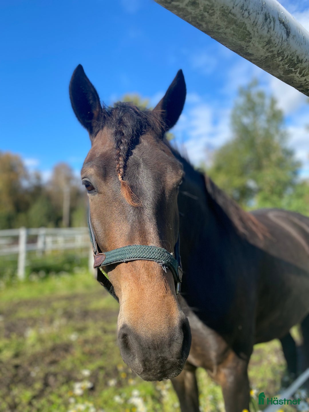 Sällskap hästar till salu: Kallblod till sällskap eller avel i Själevad - Annons 1