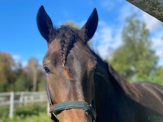 hästar Kallblod till sällskap eller avel i Själevad - Annons 9