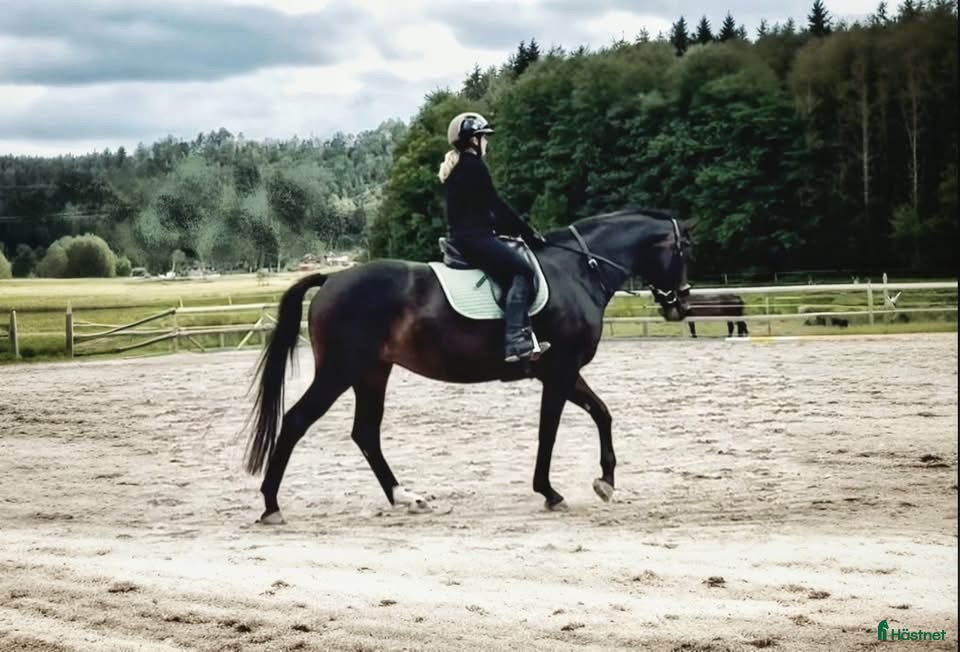  hästar Välstammat och vackert sto under utbildning - Annons 18