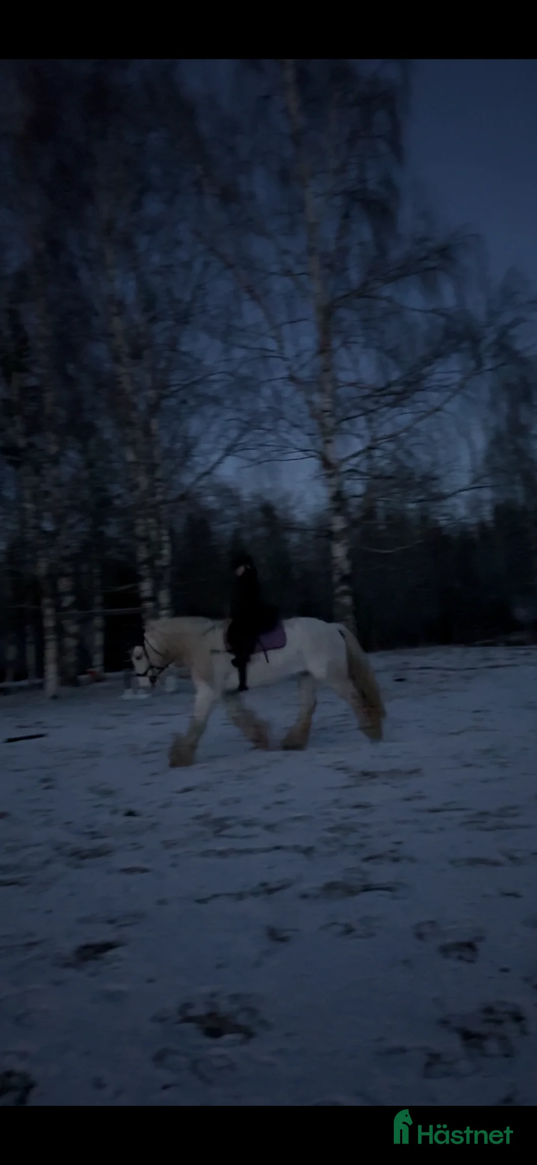 Allround hästar till salu: Vitt prins - Annons 4