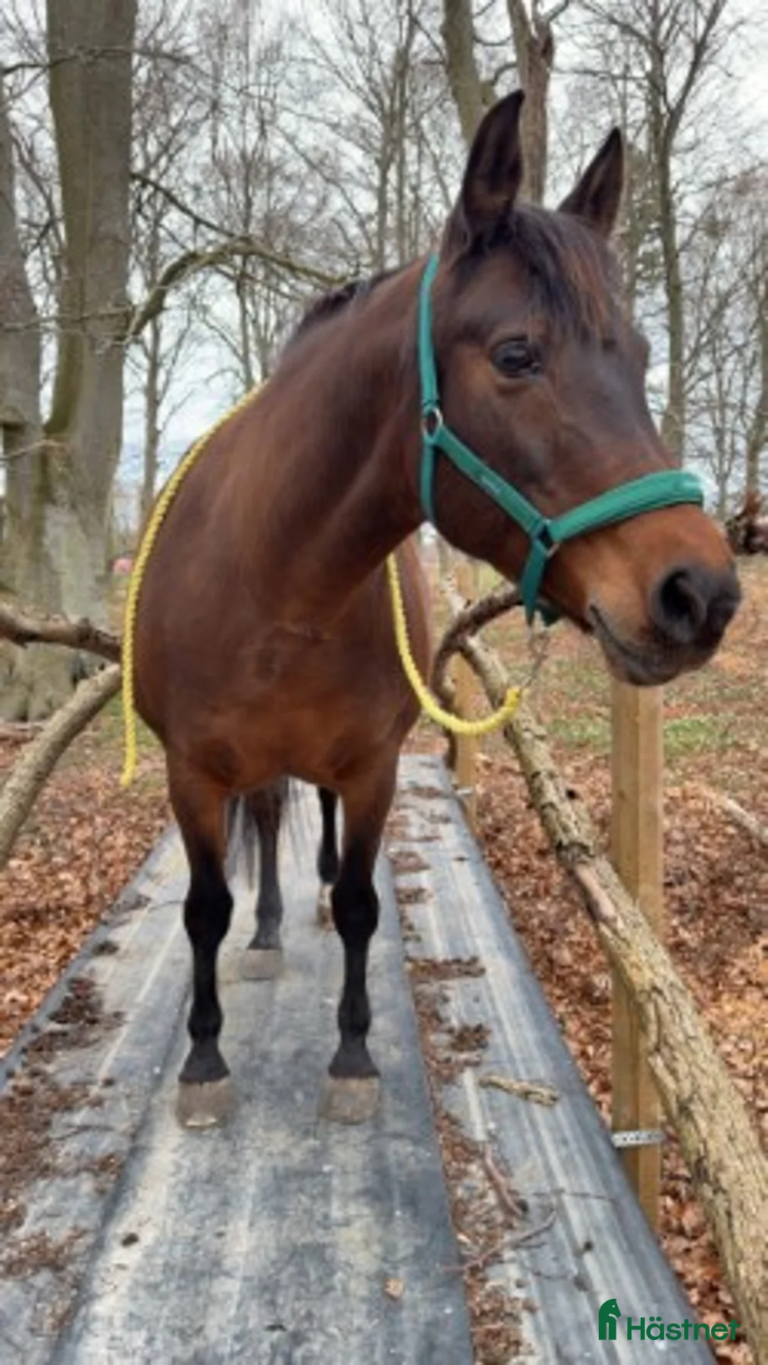  medryttarhäst finnes: Medryttare/halvfodervärd sökes i Sjöbo - Annons 3