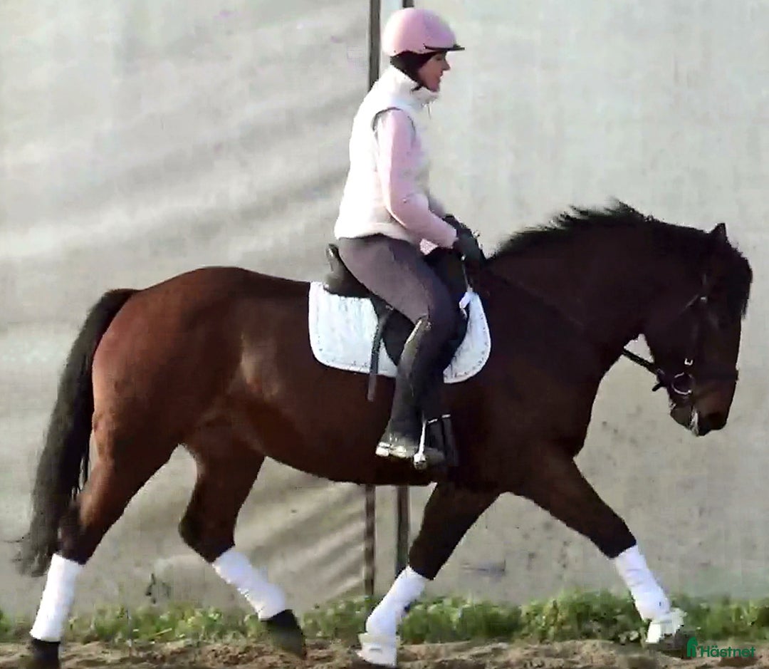 Allround hästar till salu: Gorgeous, sweet and ready for anything allrounder i Örsundsbro - Annons 4