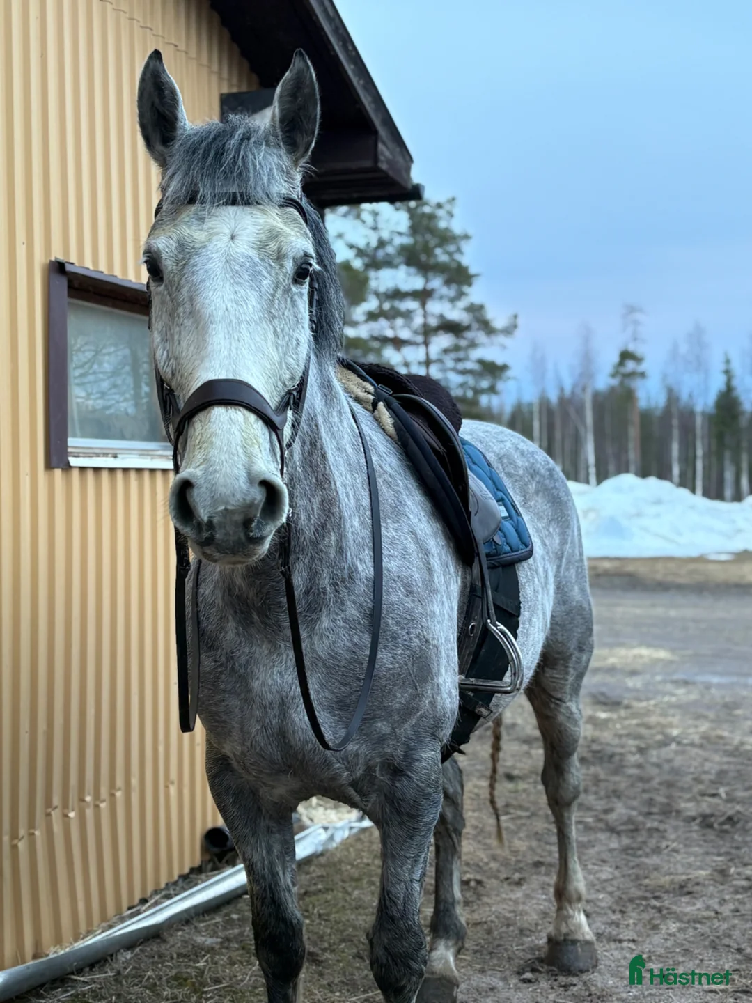 Allround hästar till salu: Lyxig allroundhäst - Annons 2