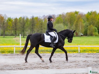 hästar Världens snällaste ponny säljes💕 i Sköllersta - Annons 21