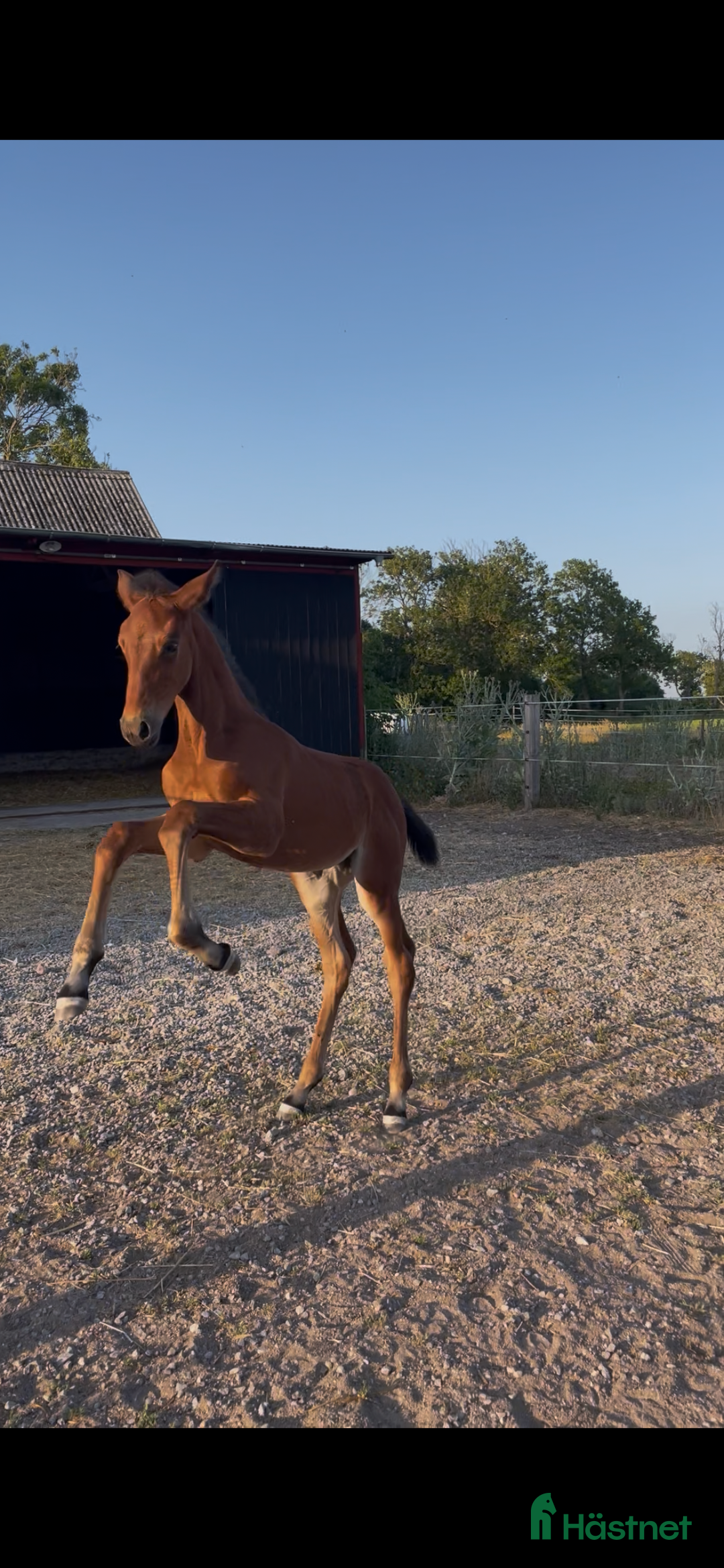 Hoppning hästar till salu: Stoföl e. Cosmos Hästak ue. Heartbeat  i Mörbylånga - Annons 6
