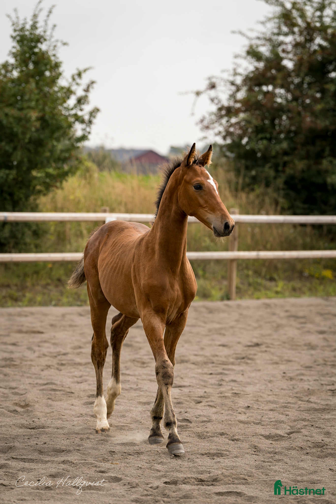  hästar Blixtklar hopptalang kan bli din! - Annons 2