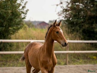 Hoppning hästar till salu: Blixtklar hopptalang kan bli din! i Klågerup - Annons 1