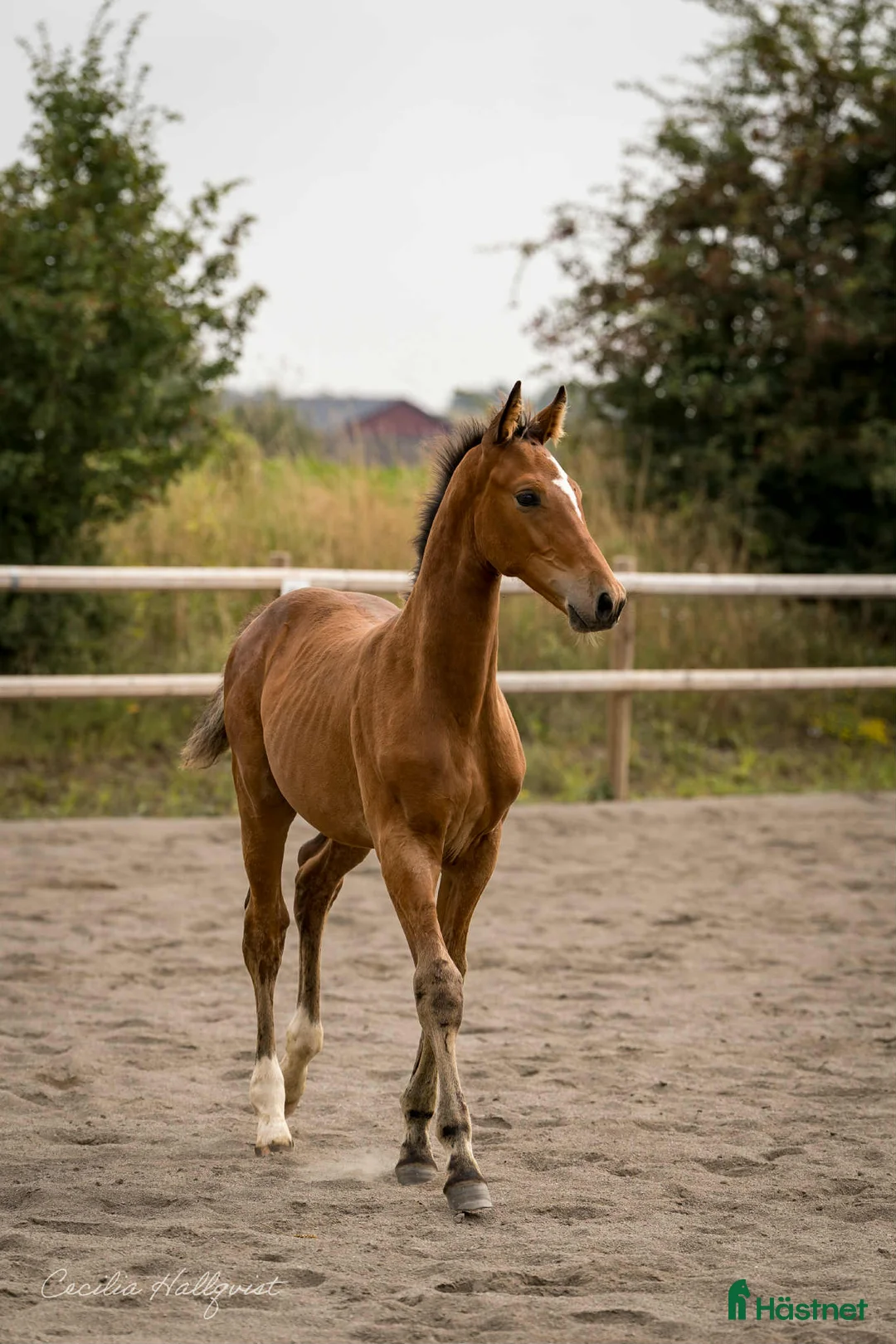 Hoppning hästar till salu: Blixtklar hopptalang kan bli din! - Annons 1