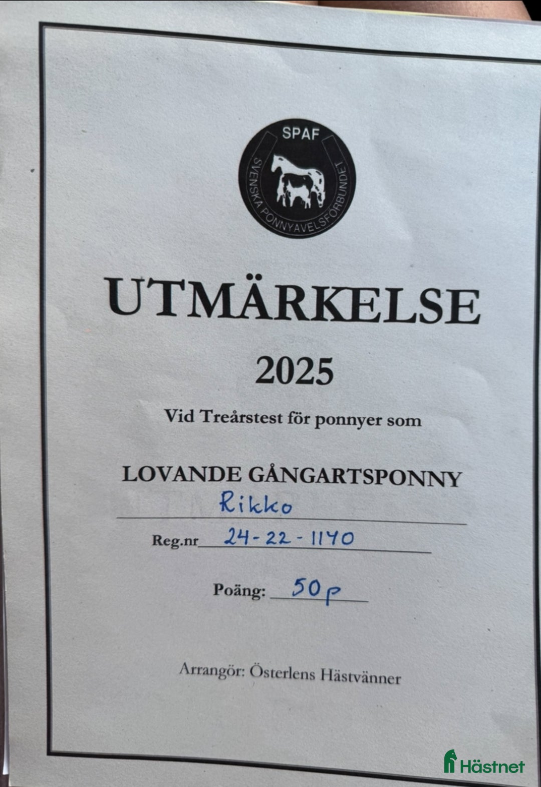 Allround hästar till salu: Unik 3 års hingst (kan bli valack) i Genarp - Annons 10