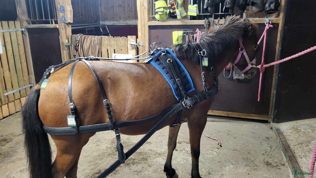 Körselar körning till salu: Parselar ponny Ideal i Västra Ämtervik - Annons 25