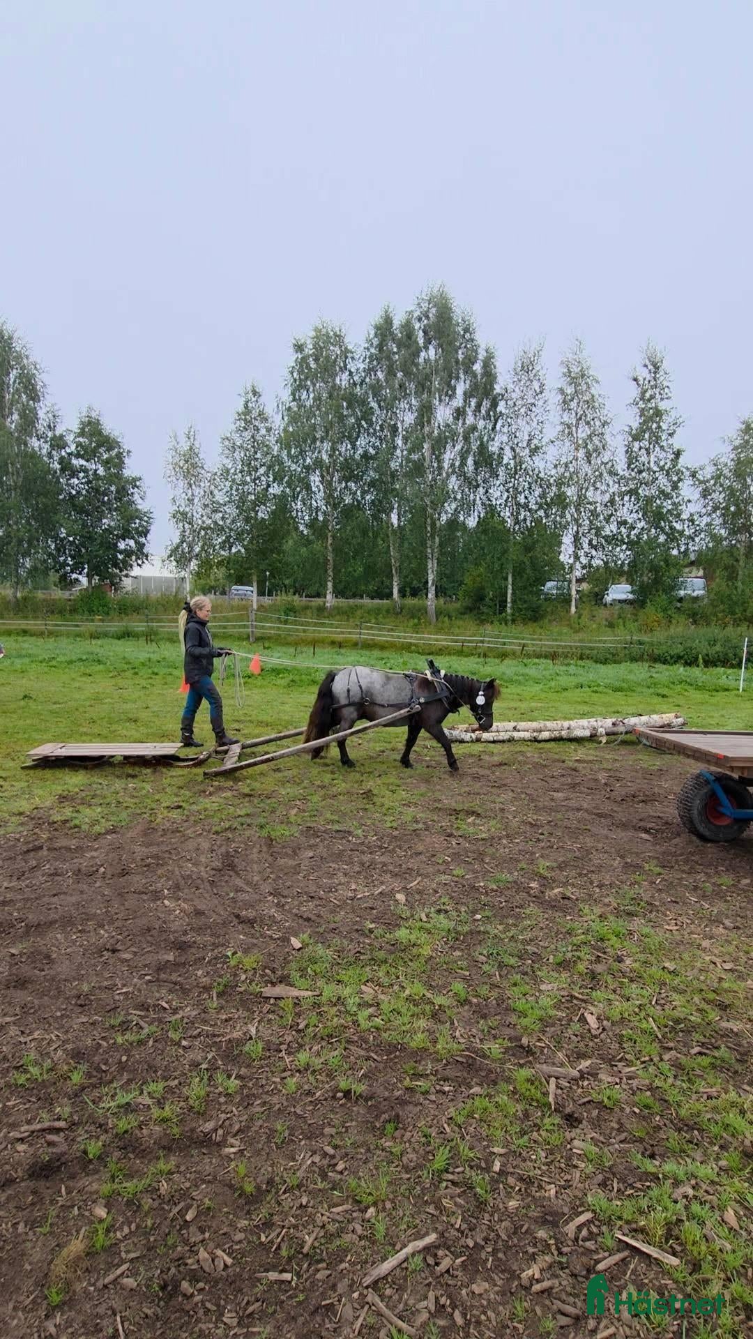 Körning hästar till salu: Väl inkörd valack. Bruks/ponnytrav. i Vikarbyn - Annons 8