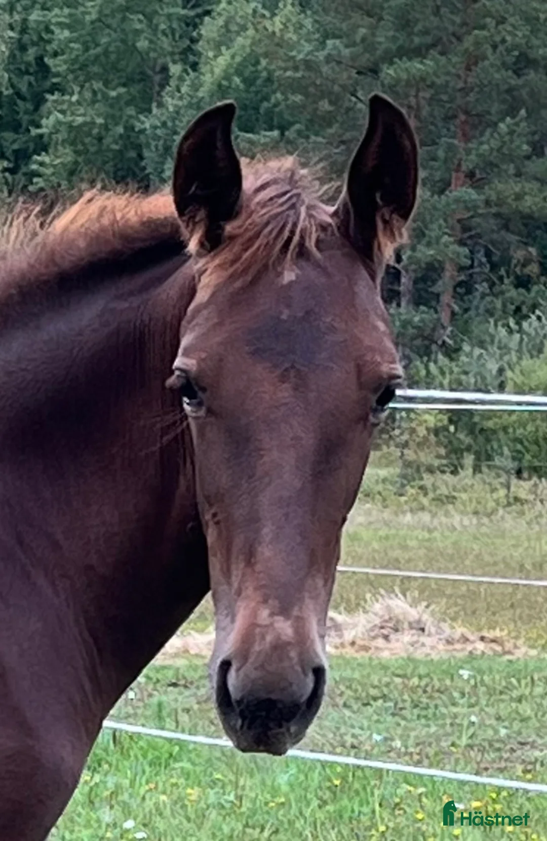 Trav hästar till salu: FUXSTO ÅRSFÖL i Norrköping - Annons 4