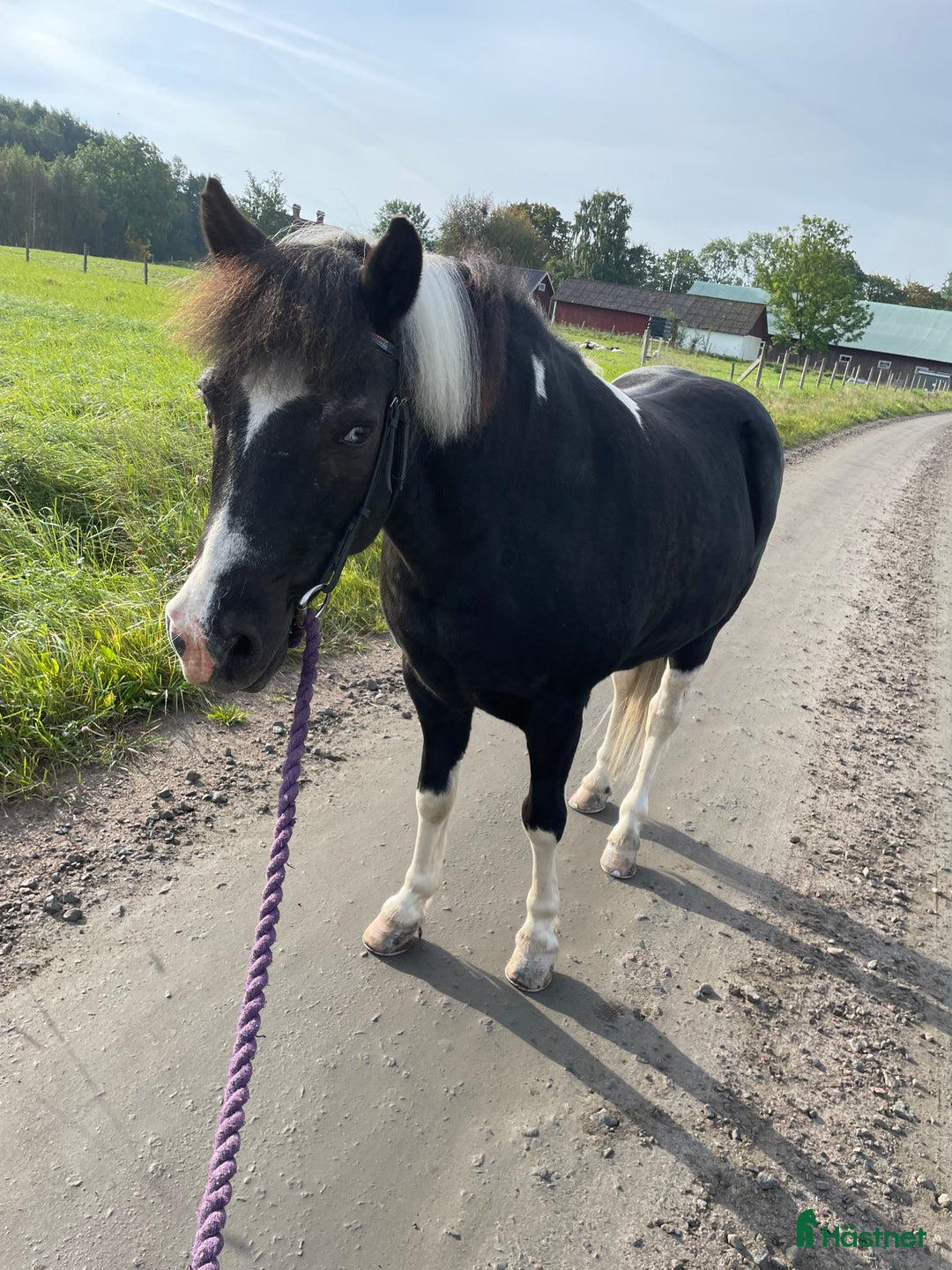 Allround hästar till salu: B-ponny i Skövde - Annons 1