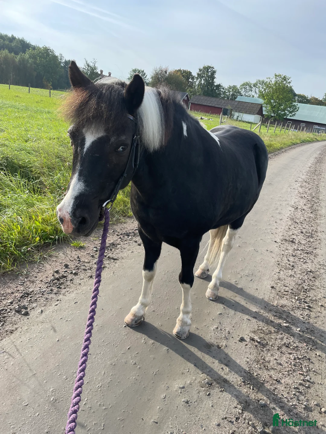 Allround hästar till salu: B-ponny i Skövde - Annons 1