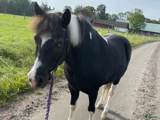 hästar B-ponny i Skövde - Annons 4