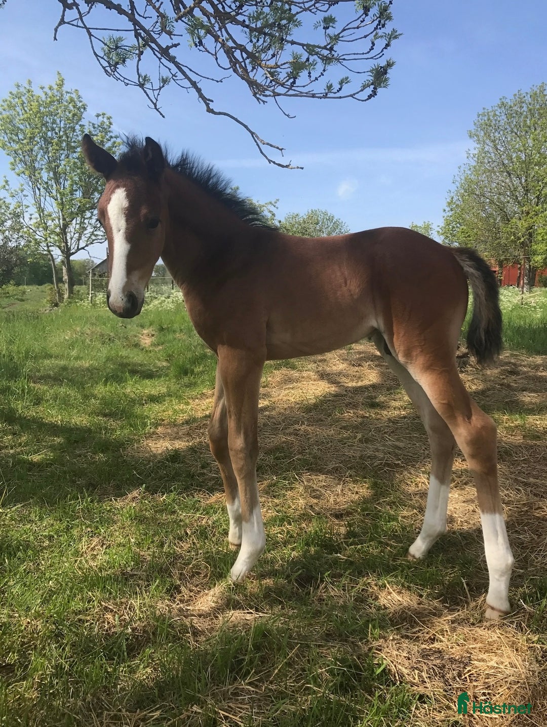 Dressyr hästar till salu: Fantastisk dressyrvalack  i Lärbro - Annons 7