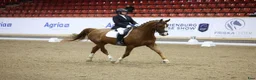 Dressyr hästar sökes: Häst med god takt, bra skritt och galopp  i Gantofta - Annons 1