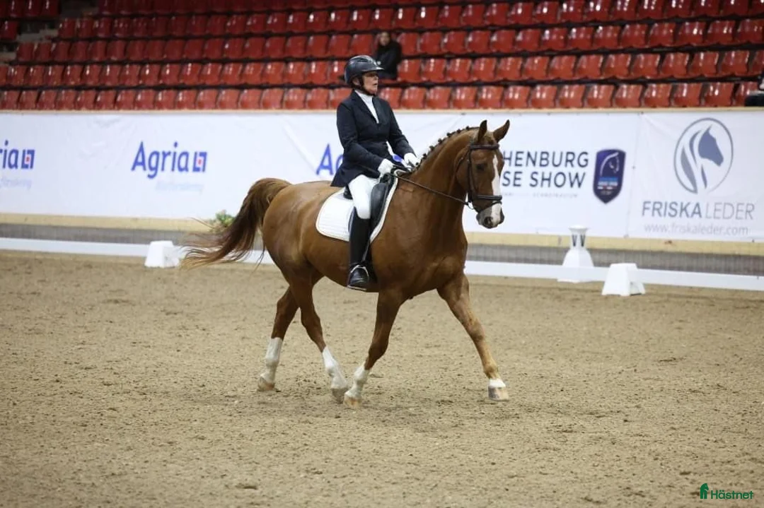 Dressyr hästar sökes: Häst med god takt, bra skritt och galopp  i Gantofta - Annons 1