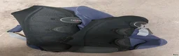 Benskydd hästutrustning till salu: Le Mieux transportskydd - Annons 2