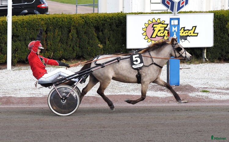  hästar i Karlstad - Annons 3