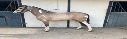 Hoppning hästar till salu: Attyrory Horses - Annons 26