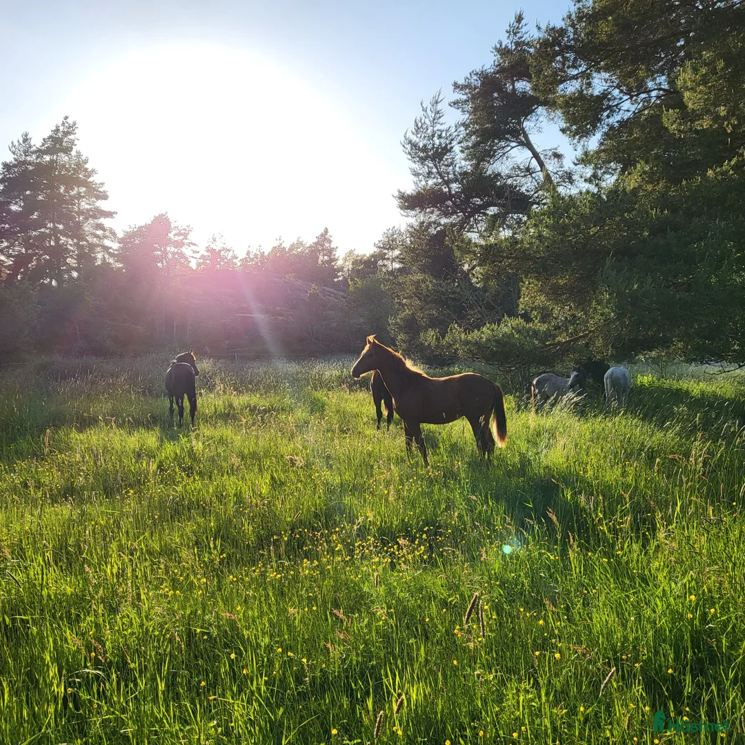  stallplats finnes: Sommarbete för sto & föl - Annons 2