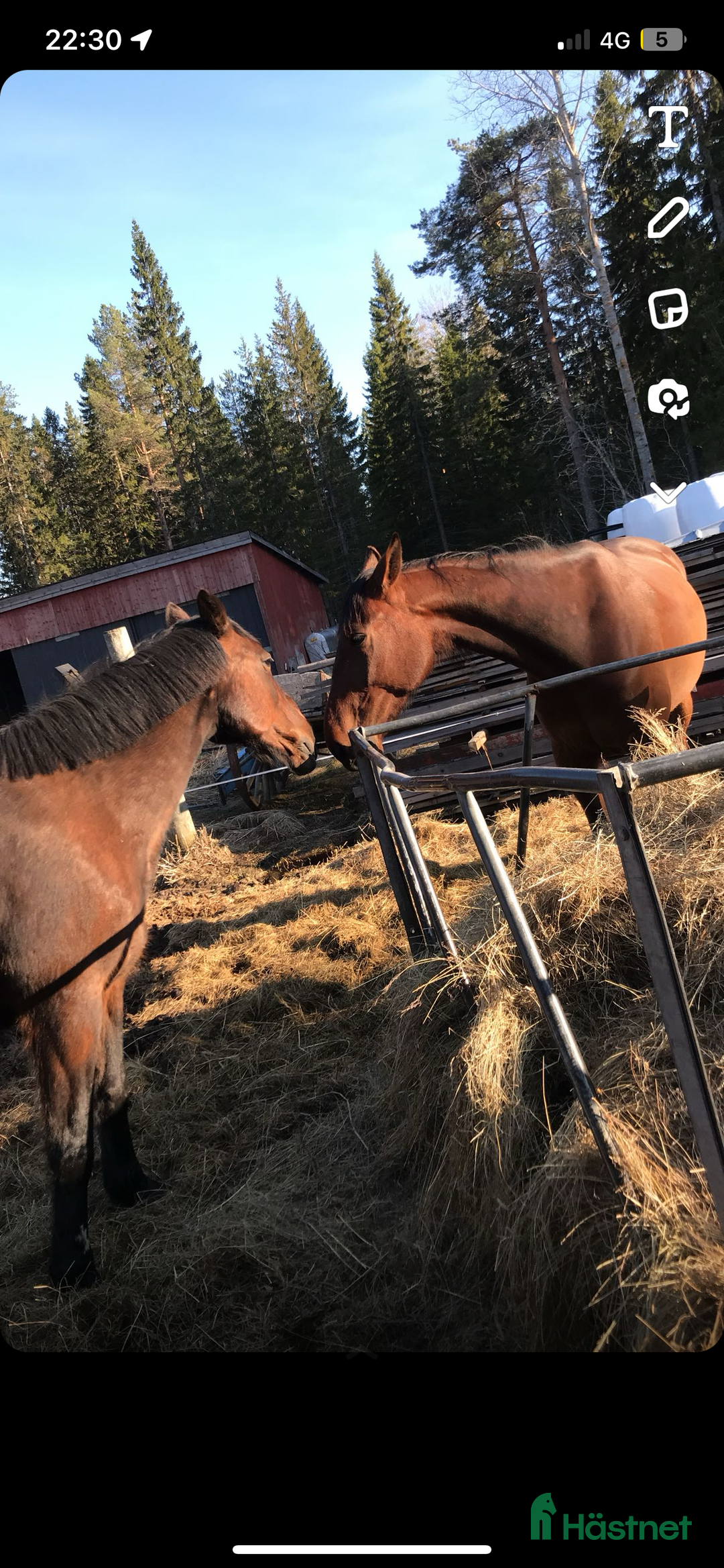 Övrigt hästar till salu: 2st underbara travare till sällskap alt skogsmulle i Robertsfors - Annons 1