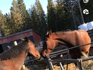 hästar 2st underbara travare till sällskap alt skogsmulle - Annons 2