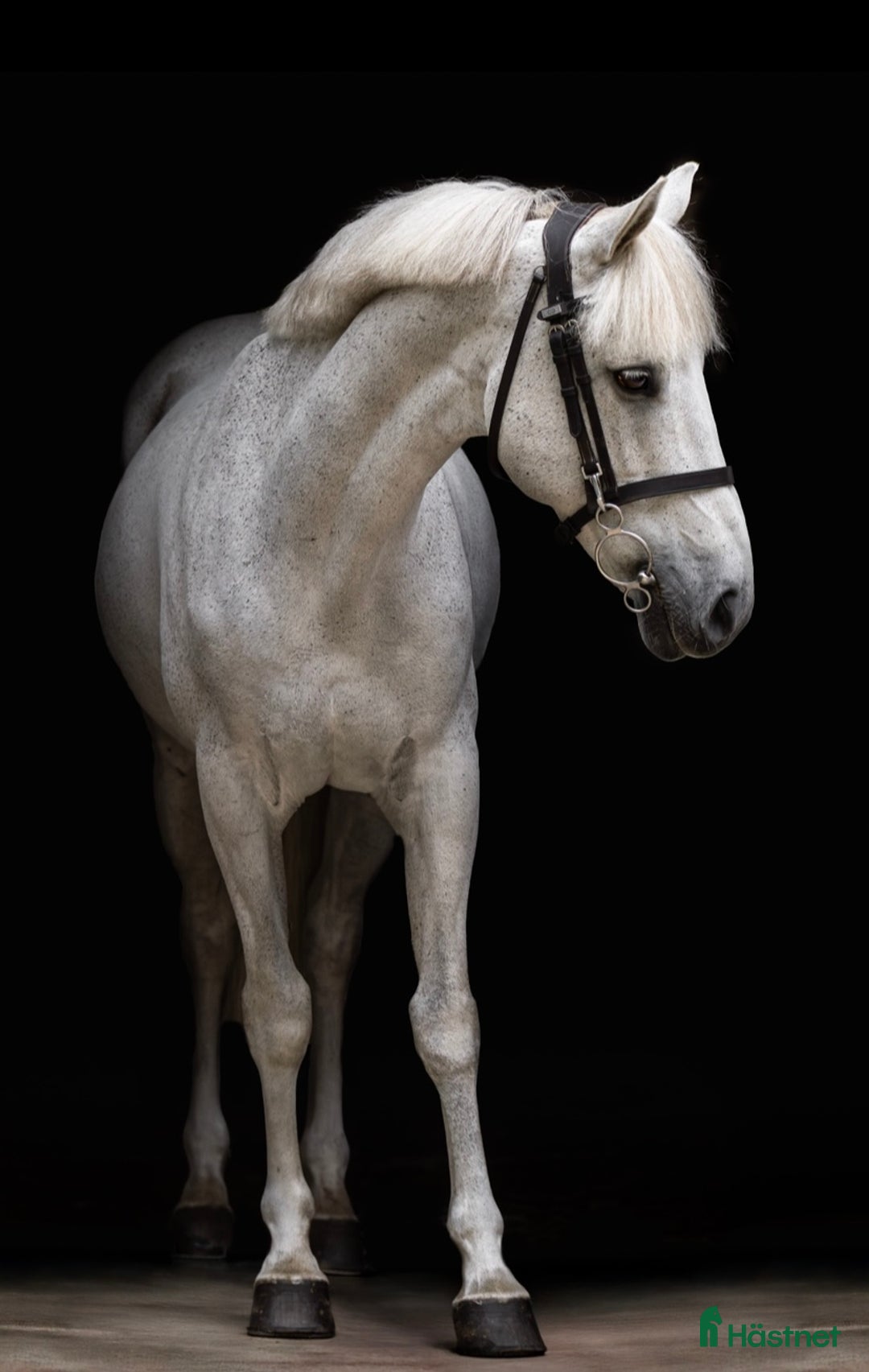 Hoppning hästar till salu: Springpony - Annons 4