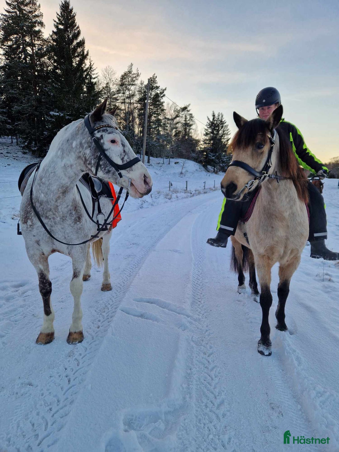  stallplats finnes: Stallplats i Brottby för ponny i Vallentuna - Annons 3