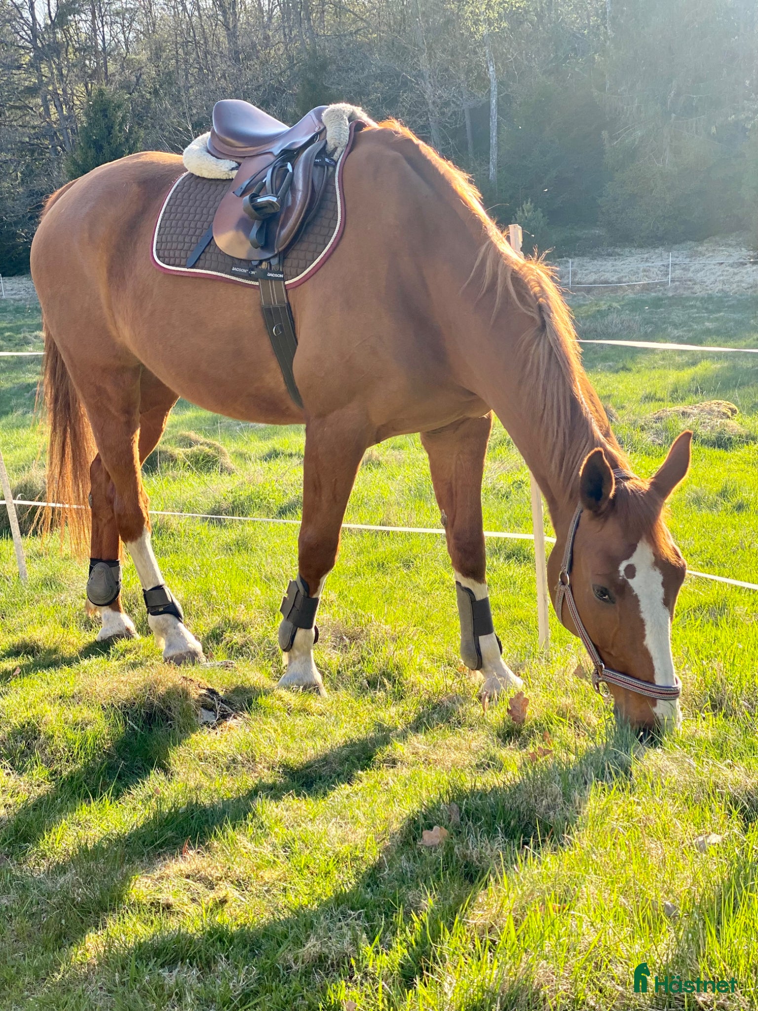  medryttarhäst finnes: Medryttare för uteritter i Mölnlycke  - Annons 1