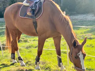 medryttarhäst finnes: Medryttare för uteritter i Mölnlycke - Annons 1