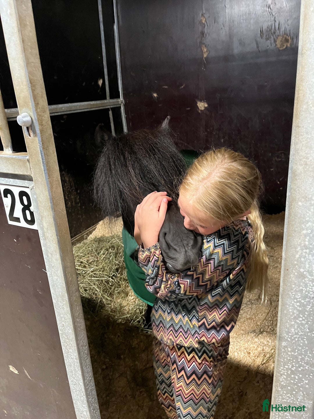 Allround hästar till salu: Barnens bästa vän i Trelleborg - Annons 7