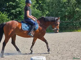 hästar Fint Conemara sto *fler filmer* - Annons 1