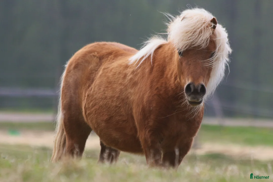 Avelshästar hästar till salu: Minishetland sto  - Annons 1