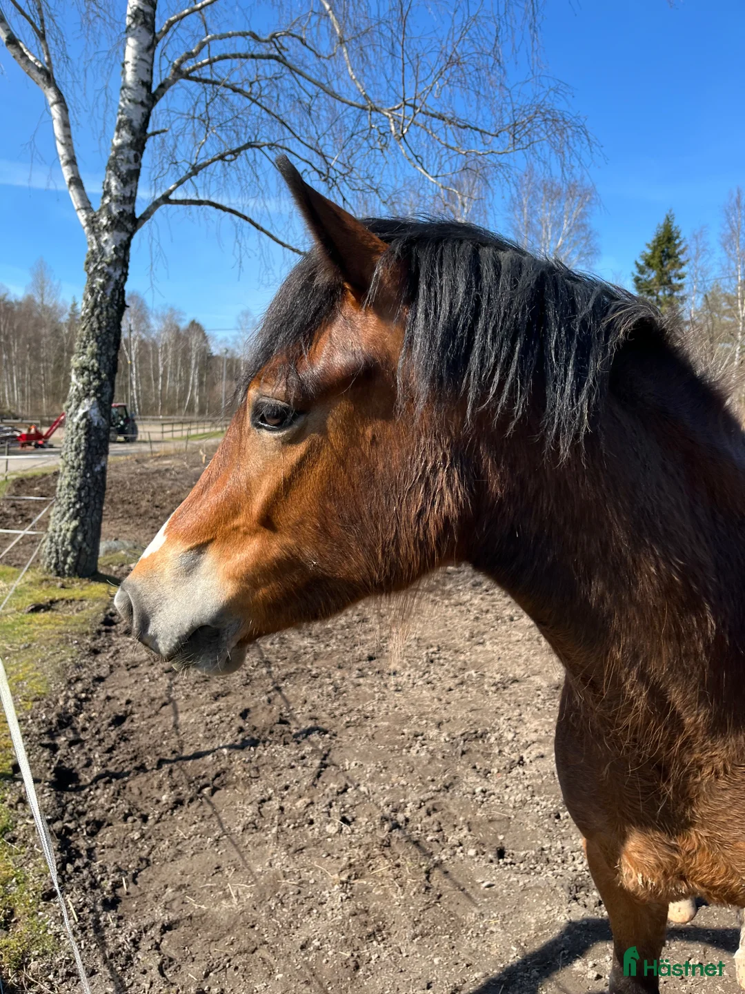 Allround hästar till salu: Mor och dotter ponny - Annons 1