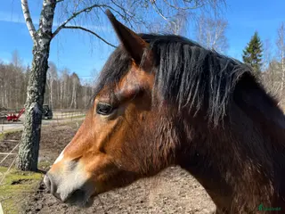Allround hästar till salu: Mor och dotter ponny - Annons 3