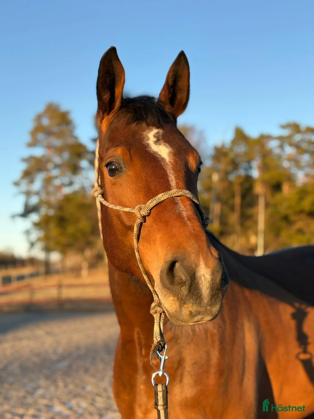 Dressyr hästar till salu: Sto med fin dressyr stam  i Forshaga - Annons 2