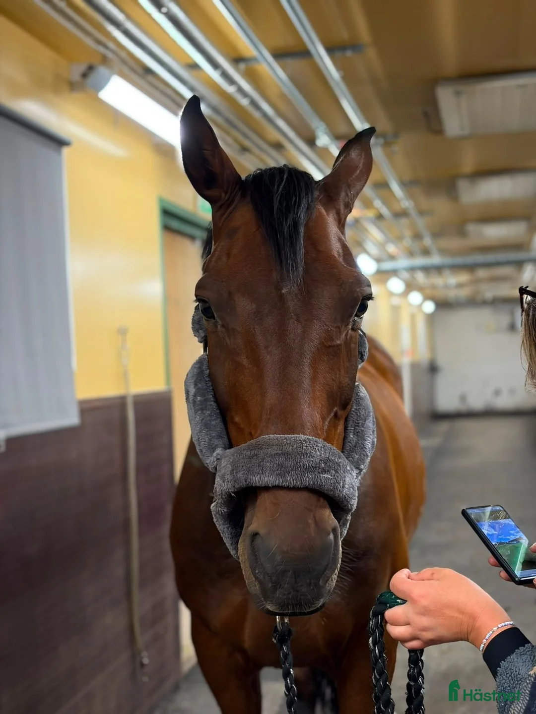 Allround hästar till salu: En gentleman med stort hjärta  - Annons 1