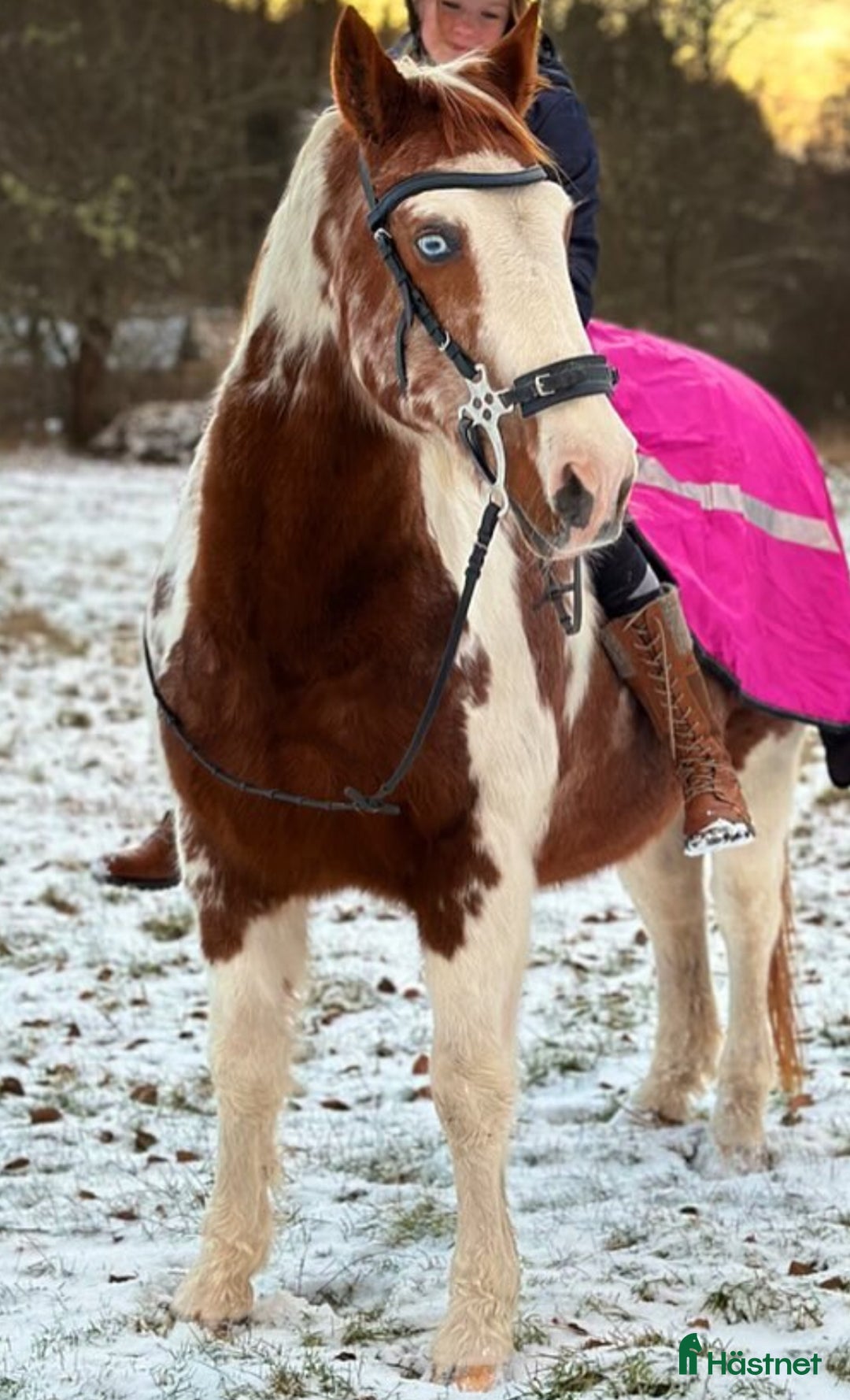 Övrigt hästar till salu: Paint / varmblod valack  i Össjö - Annons 1