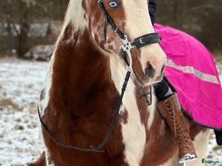 hästar Paint / varmblod valack i Össjö - Annons 7