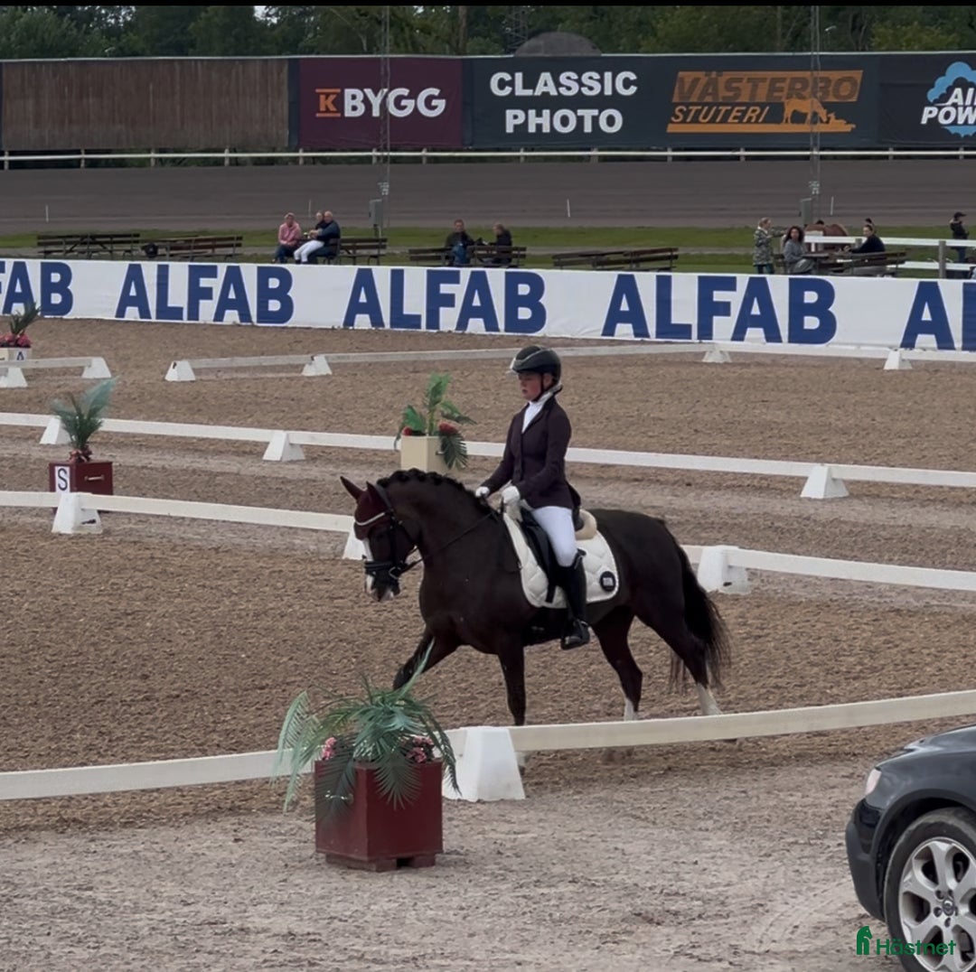 Dressyr hästar till salu: 🌟Magisk ponny söker liten dressyrryttare med ❤️ i Vaxholm - Bild 3