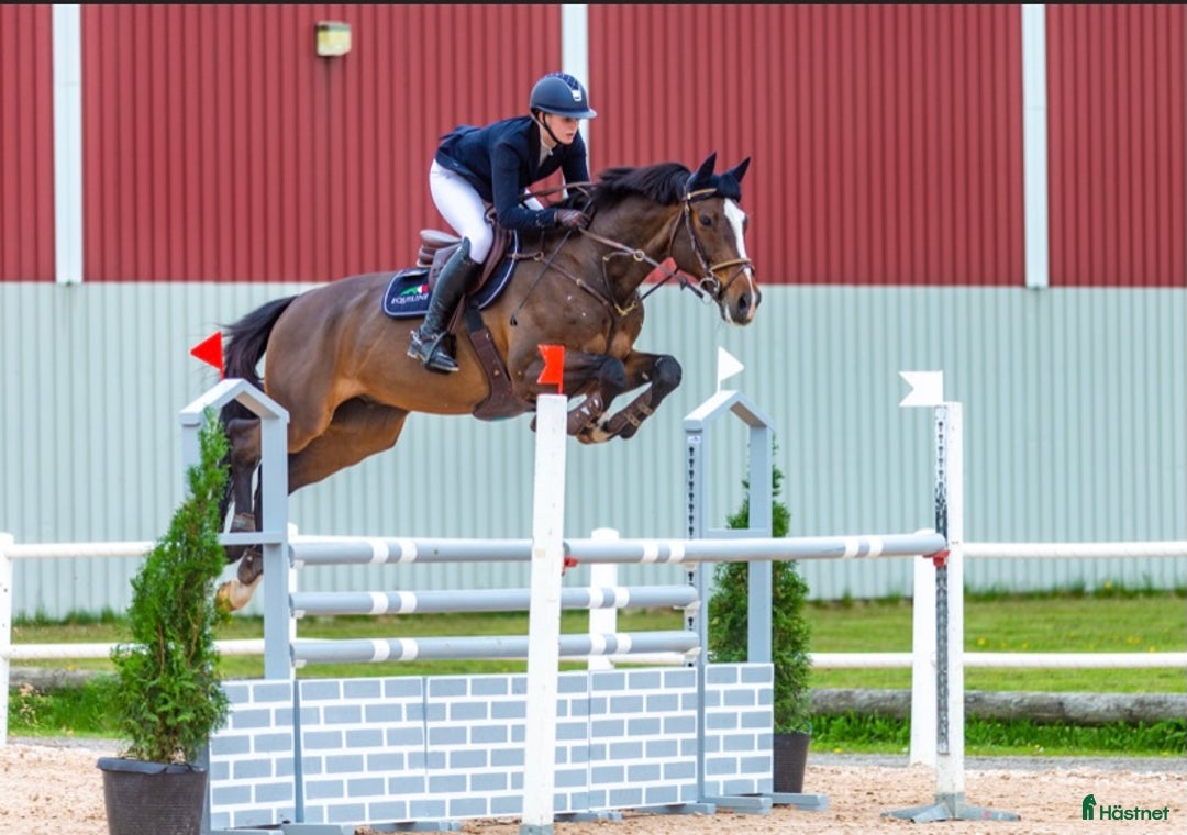  hästjobb finnes: Lediga boxar i stallet! i Tidaholm - Annons 1