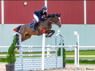 hästjobb finnes: Lediga boxar i stallet! i Tidaholm - Annons 2