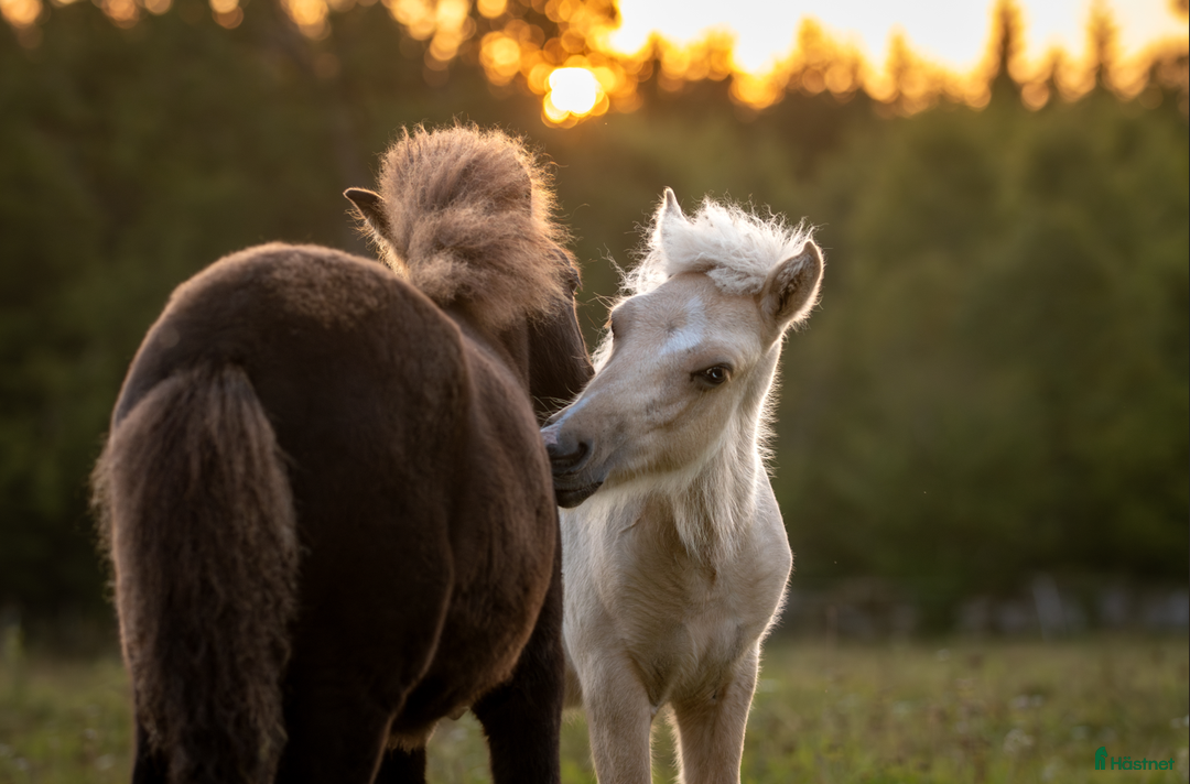 Island hästar till salu: Stor unghingst med gyllene hjärta och potential i Tranås - Annons 13