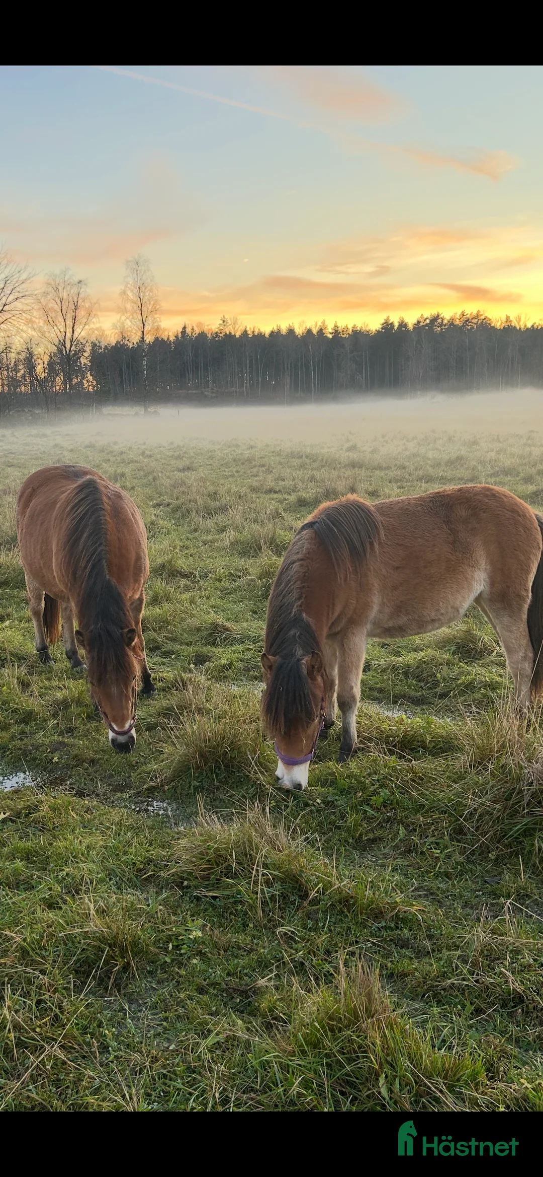 Allround hästar till salu: Blåögd liten skönhet  - Annons 3